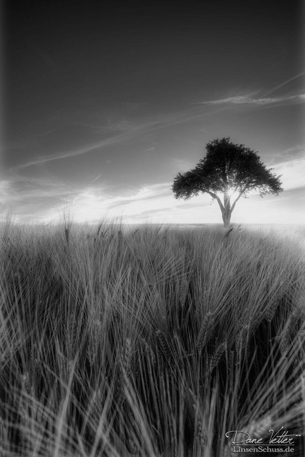 Durch das Feld
